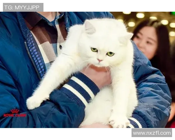 足球世界猫的奇妙冒险与球场上的精彩瞬间分享