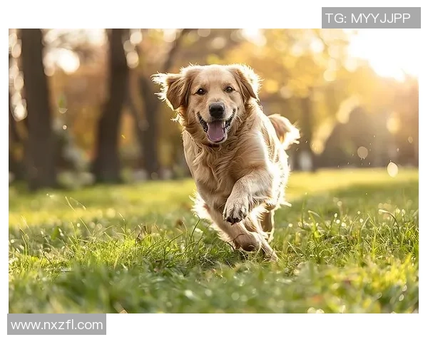 让狗狗爱上运动的秘密武器狗玩具足球让它快乐奔跑不停歇